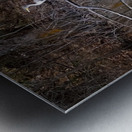 The Line-up white Egret Heron and  Coromont Metal print