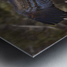 Vulture Rainbow Colors Metal print