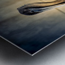 Big Beautiful Strutting Bird Metal print