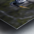 Glossy Anhinga Florida Bird  Metal print