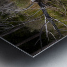 Florida Marsh Winter White Egret  Metal print