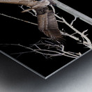 NASA Restricted Area Pelican Metal print