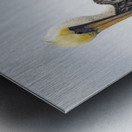 Pelican King of the Mountain Metal print