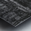 Pathway Through the Marsh Metal print