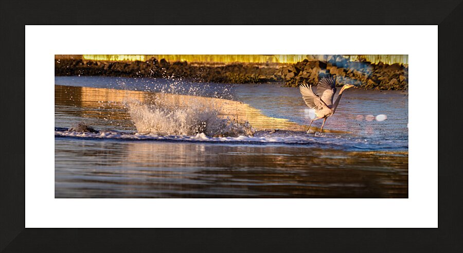 Surprise Porpoise Heron Attack Picture Frame print