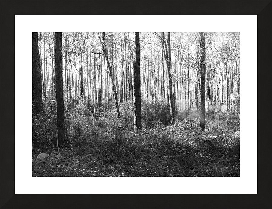 Meandering in the Frances Marion National Forest Picture Frame print