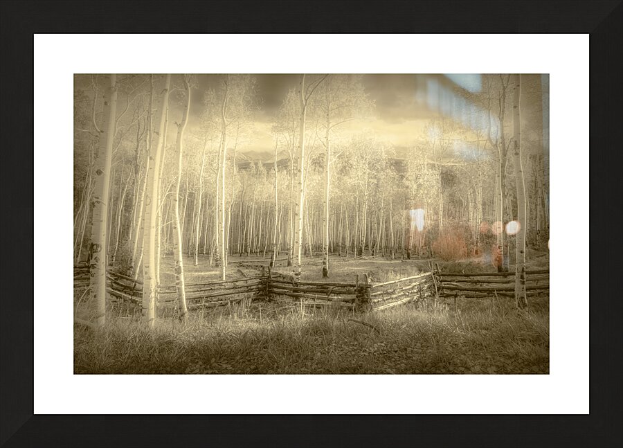 Artistic Colorado Aspens in Sepia Monotone Picture Frame print
