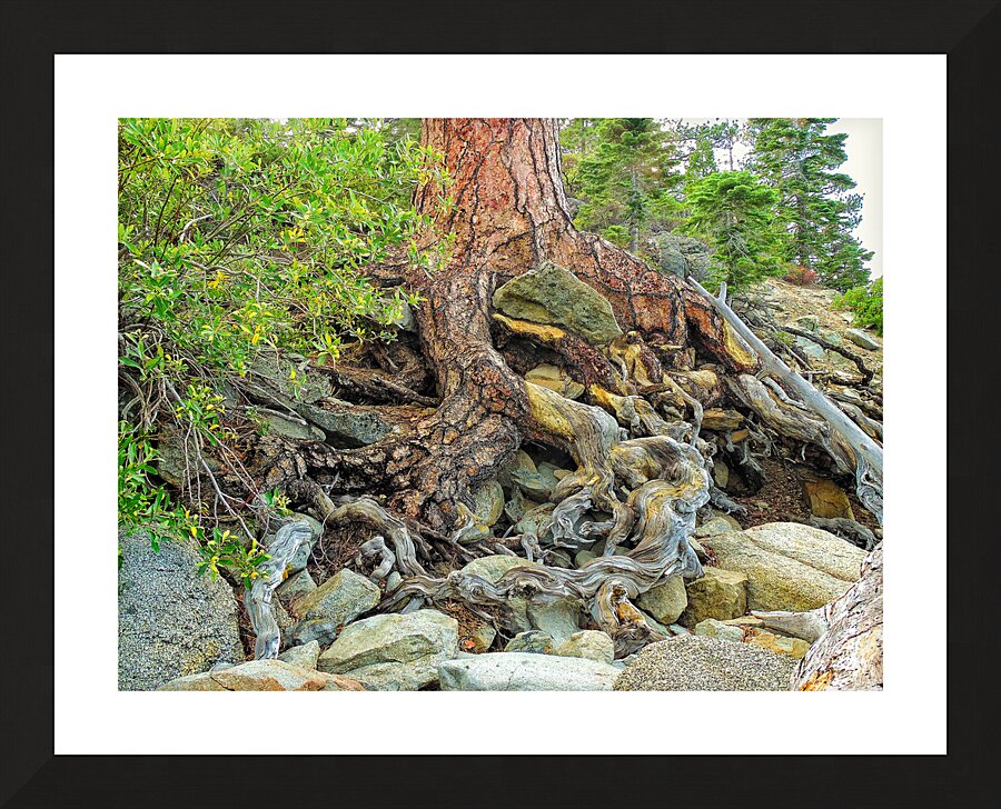 Lake Tahoe Gnarled  Root Tangle Picture Frame print
