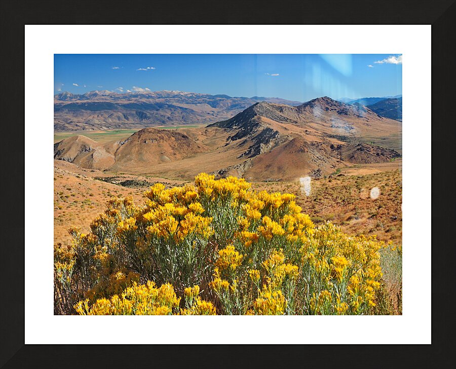 The Straw Flower Bouquet in the Tahoe Desert Picture Frame print