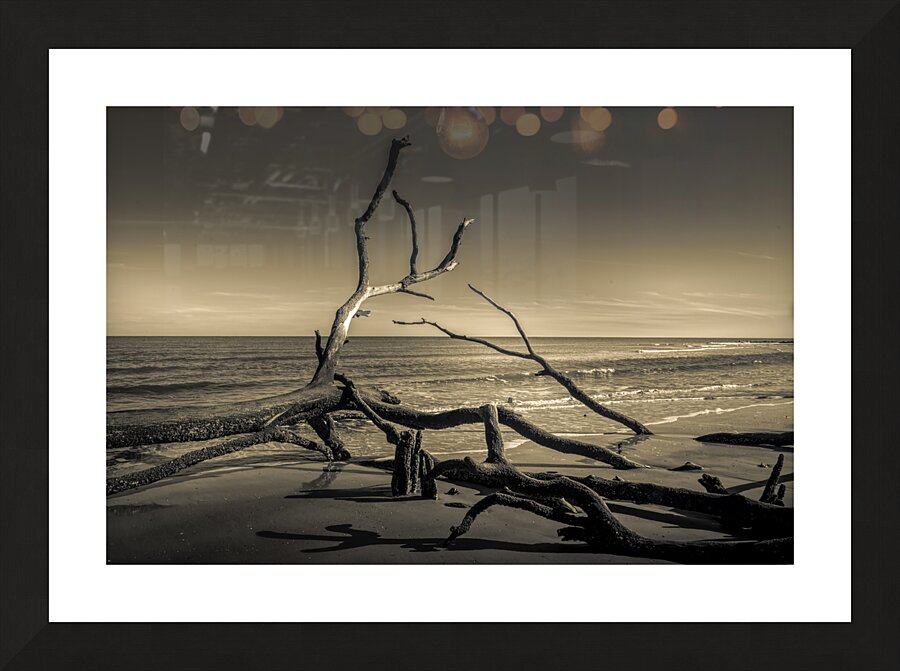 Hunting Island Beach Driftwood Shadows Picture Frame print