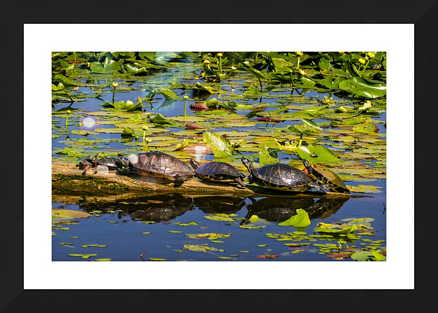 Turtle Row Spa Line Up Picture Frame print