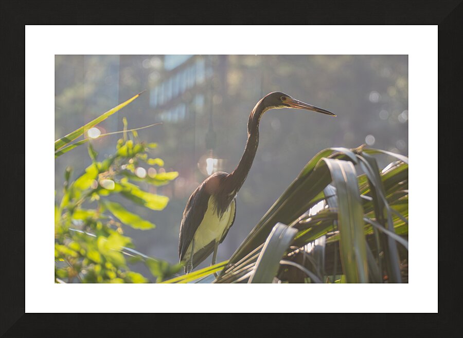 Tri Colored Heron with Backlighting Picture Frame print