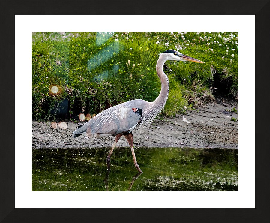 The Heron Strut Picture Frame print