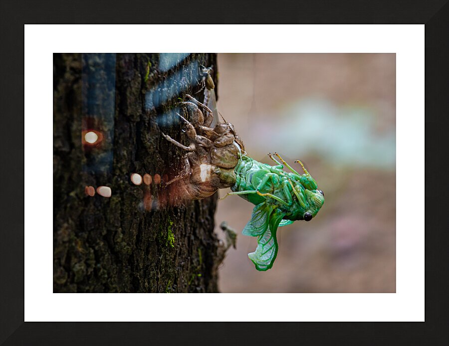 Annual Cicada Molting Picture Frame print