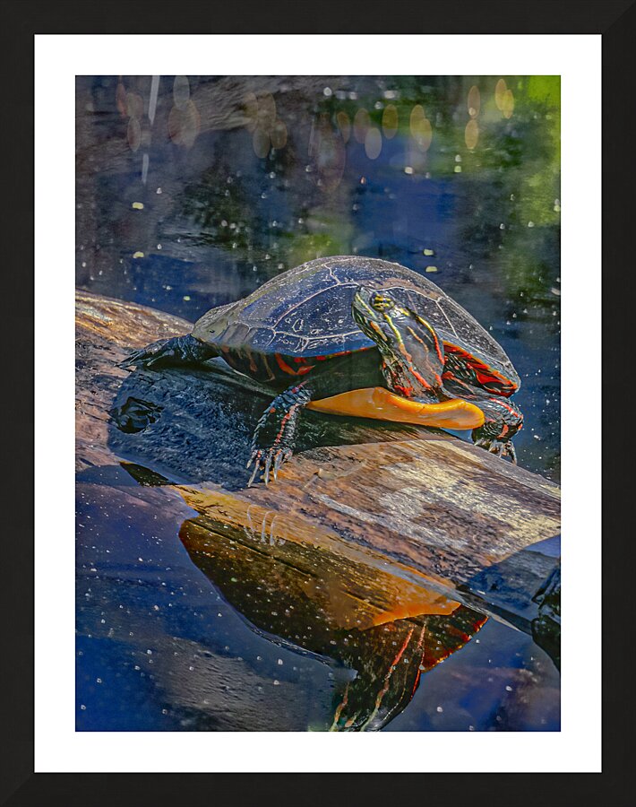 Painted Turtle Basking in the Sun Picture Frame print
