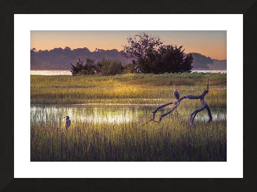 Hilton Head Wetlands Marsh Picture Frame print