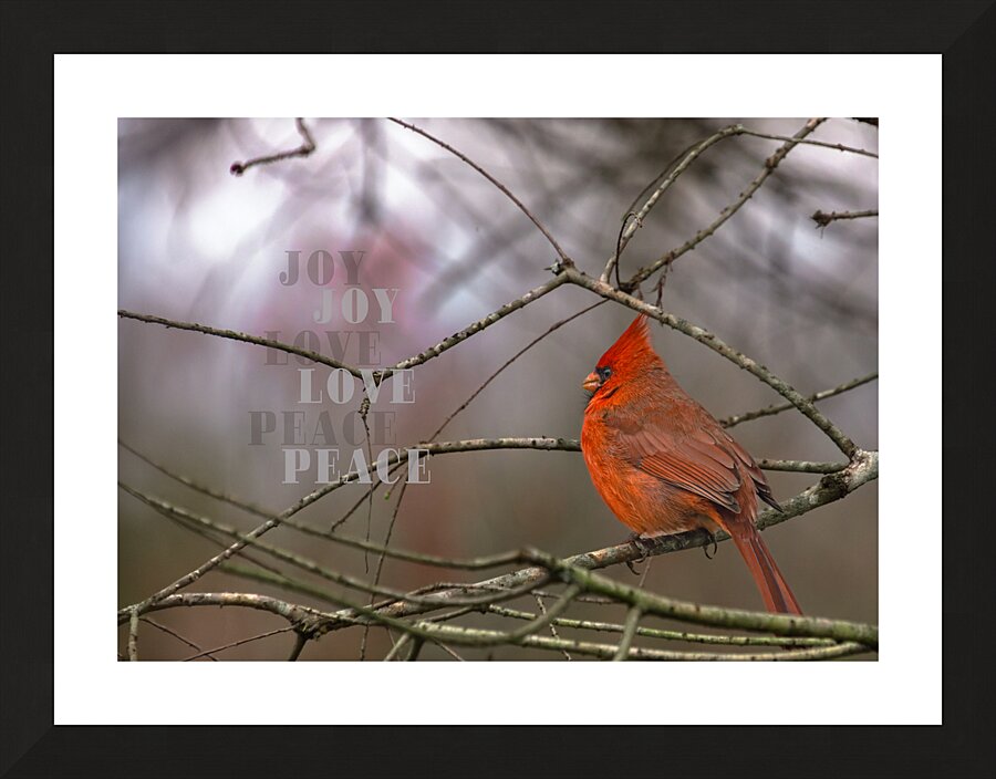 Red Cardinal Bird Joy Love Peace Picture Frame print