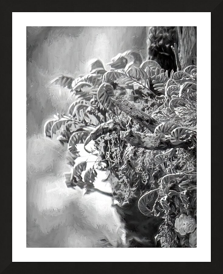 Resurrection Tree Fern Picture Frame print