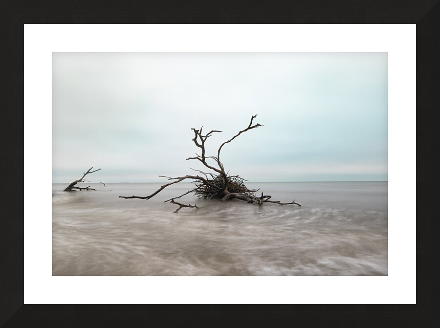 Botany Bay Tree 2 Picture Frame print