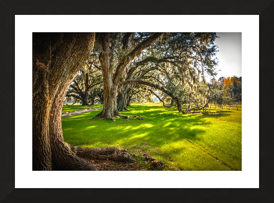 South Carolina Beaufort Live Oak Allee Picture Frame print