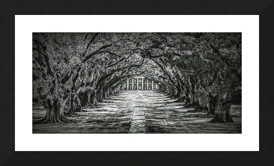 Oak Alley Canopy in Black and White Picture Frame print