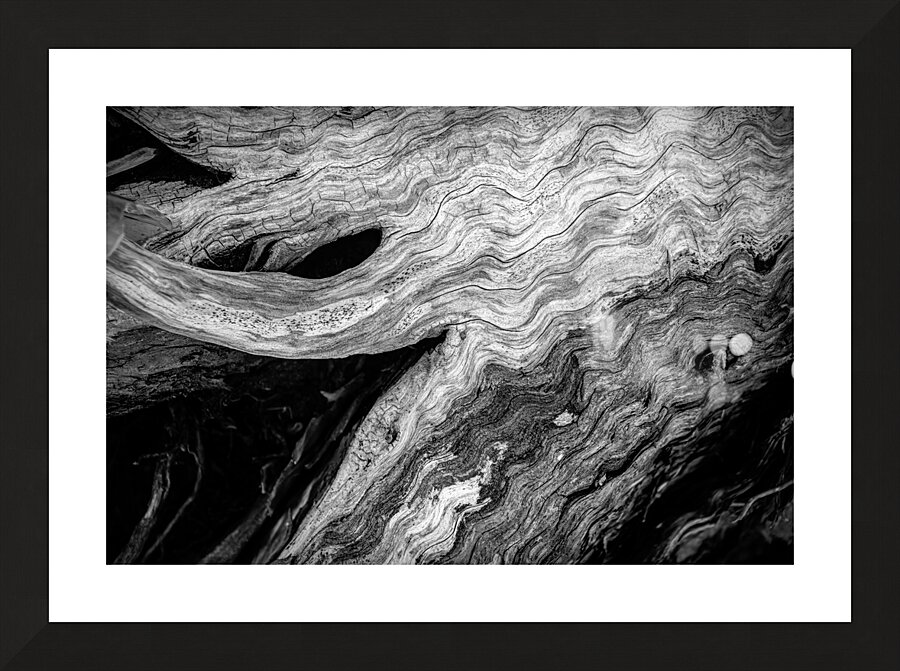 Abstract  Bald Cypress Tree Root Patterns in Black and White Picture Frame print