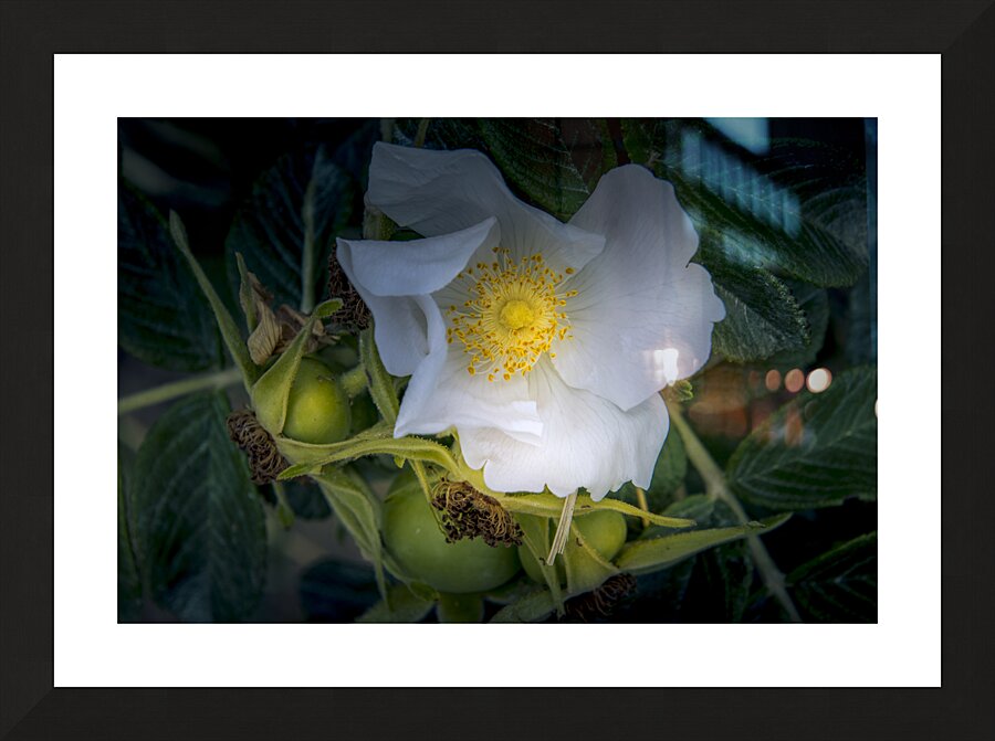French Normandy Coastline Rose Hips Picture Frame print