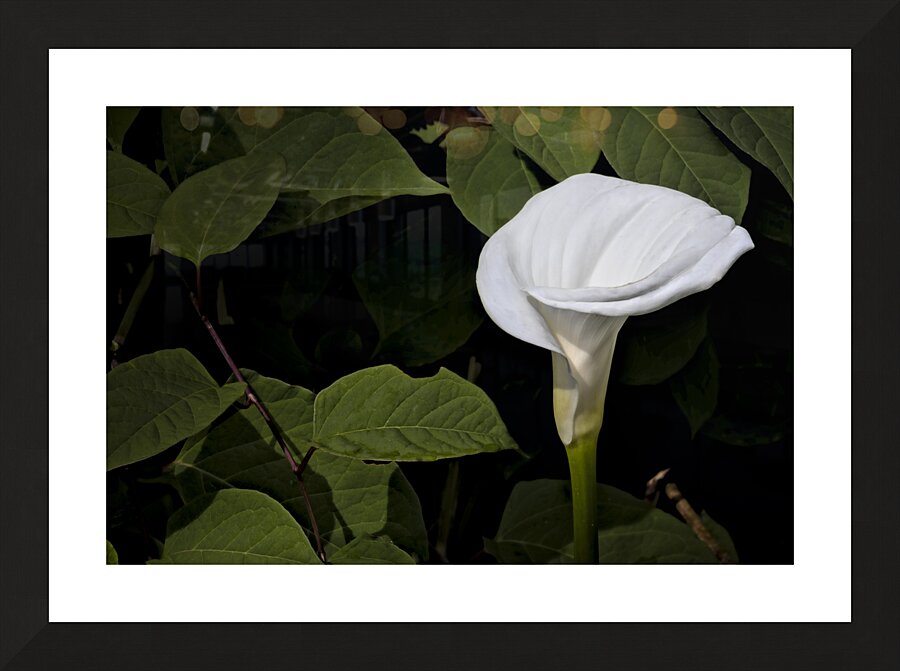 One White Calla Lily  Picture Frame print