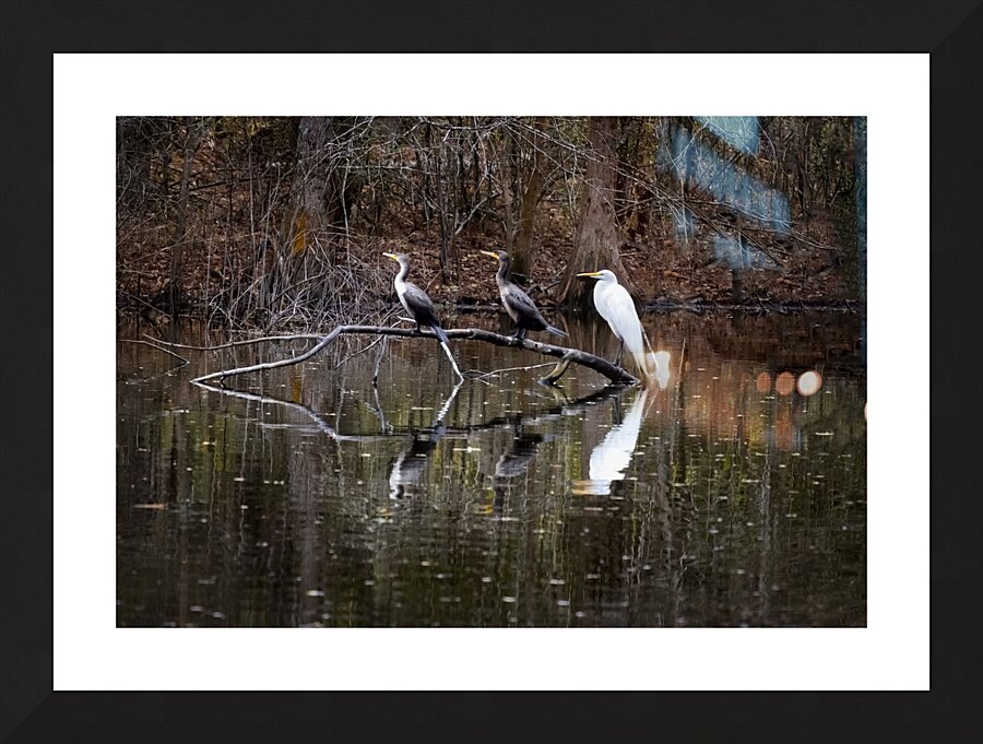 The Line-up white Egret Heron and  Coromont Picture Frame print