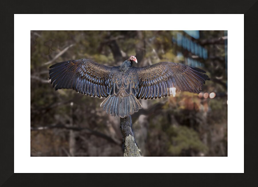 Vulture Rainbow Colors Picture Frame print