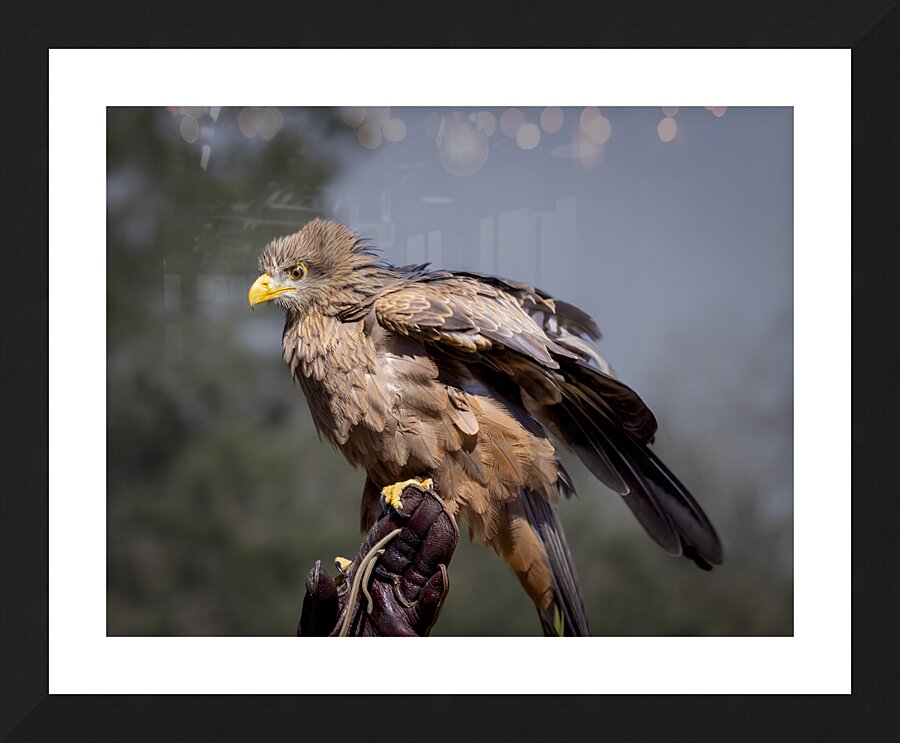 Raptor Red Tailed Hawk  Ruffled Feathers Picture Frame print