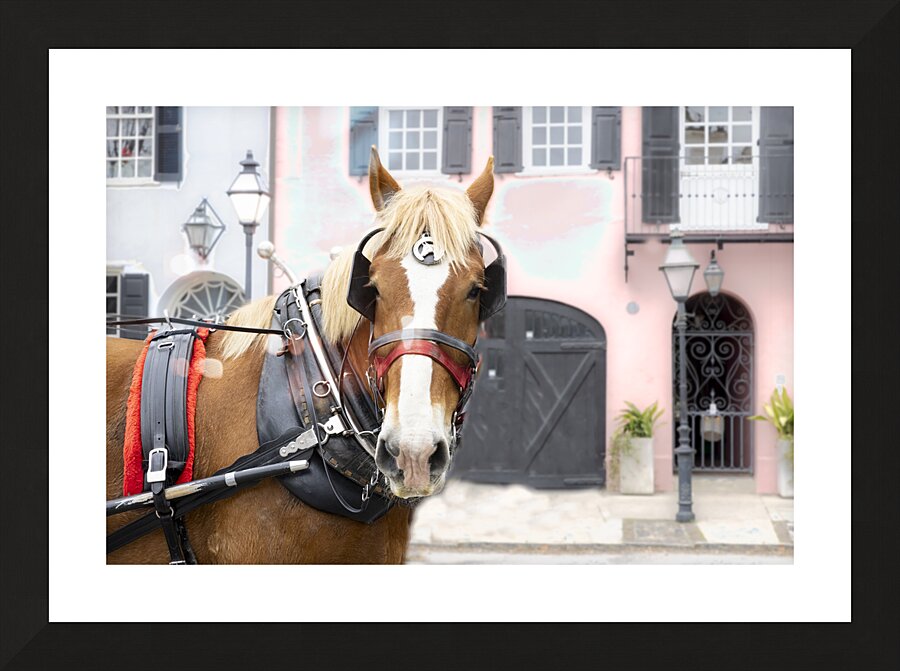 Charleston Rainbow Row Carriage and  Horse  Picture Frame print