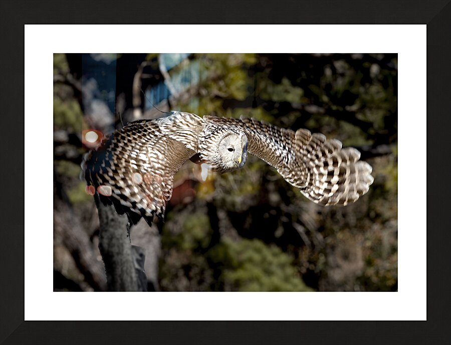 Avian Center for Birds of Prey South Carolina Picture Frame print