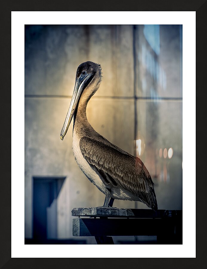 Big Beautiful Strutting Bird Picture Frame print