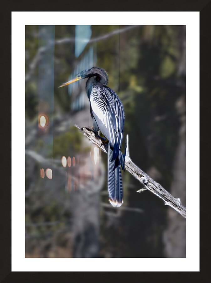 Glossy Anhinga Florida Bird  Picture Frame print