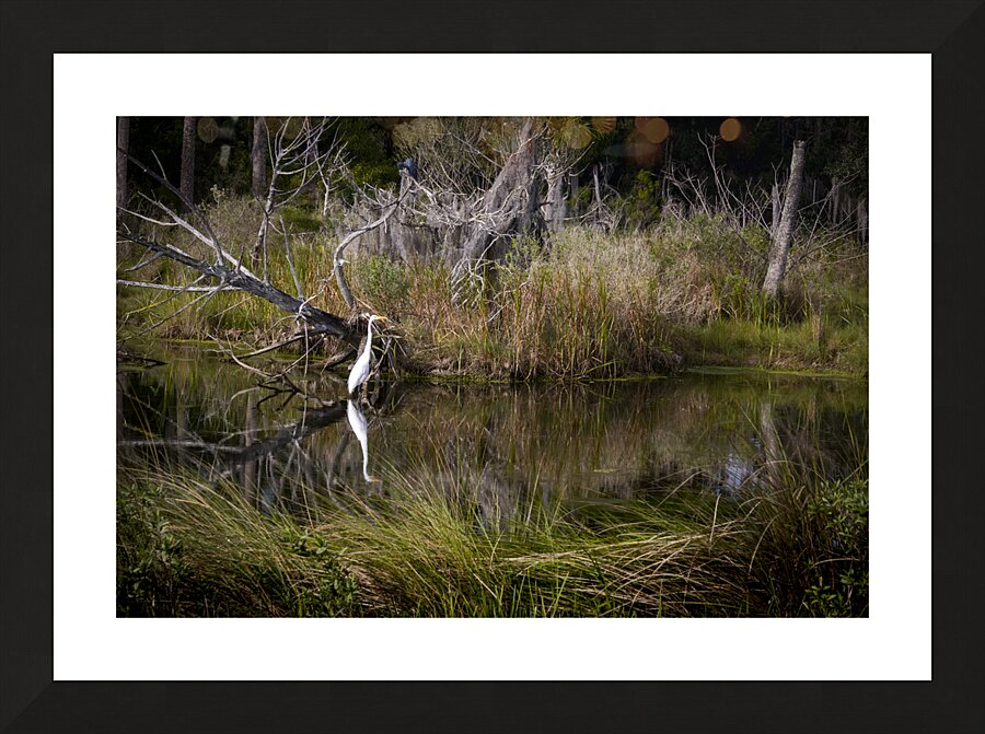 Florida Marsh Winter White Egret  Picture Frame print
