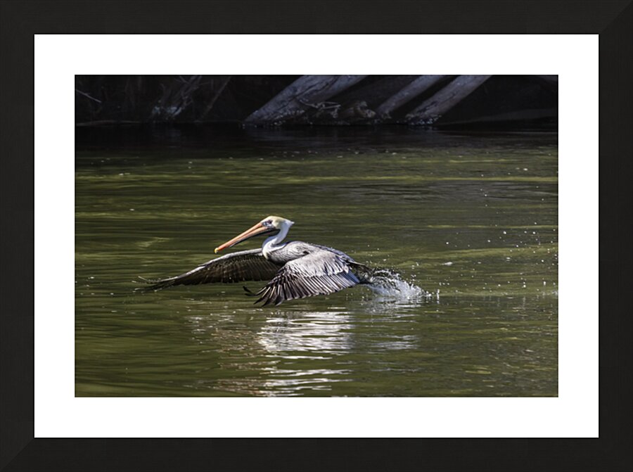 Pelican Coming in for a Landing Picture Frame print