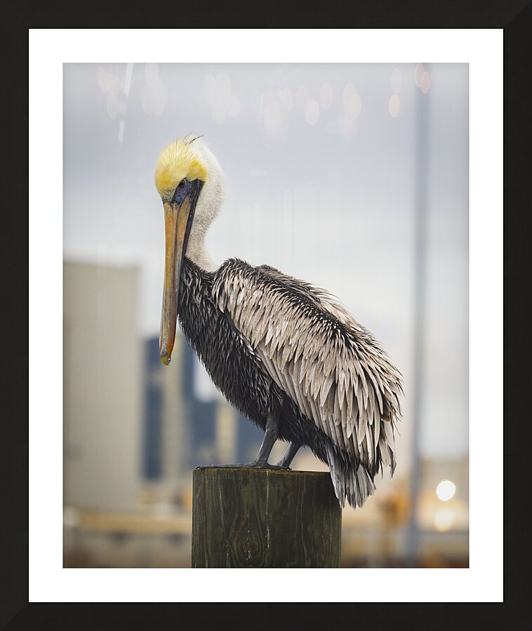 Pelican King of the Mountain Picture Frame print