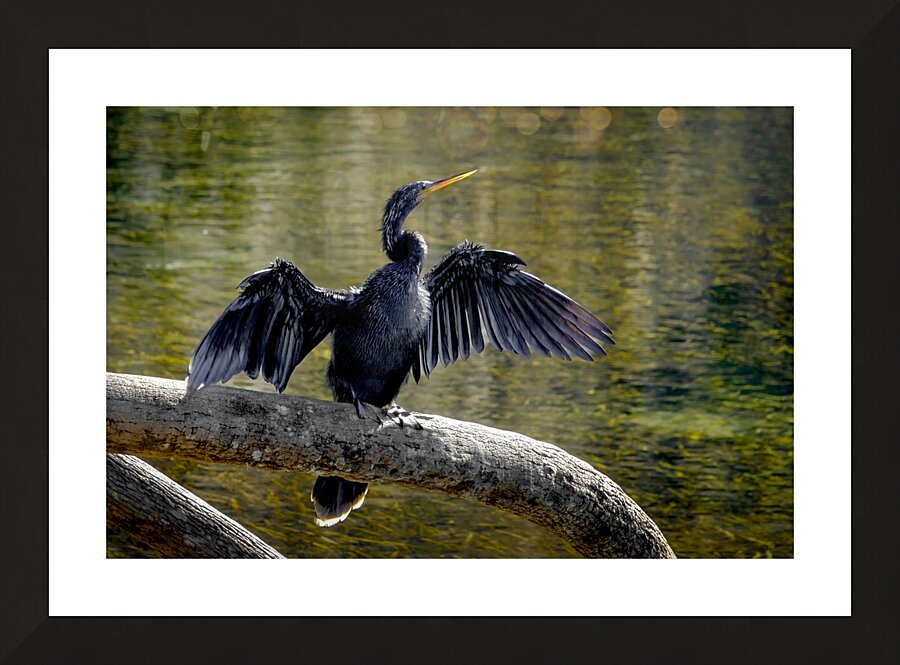 Anhinga Sunning My Wings Picture Frame print