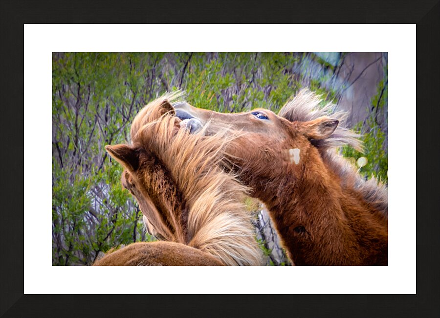Wild Horses Sparring Picture Frame print