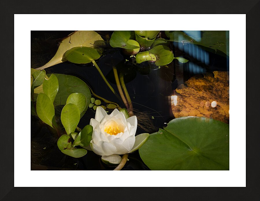 In Remembrance of Summer Picture Frame print