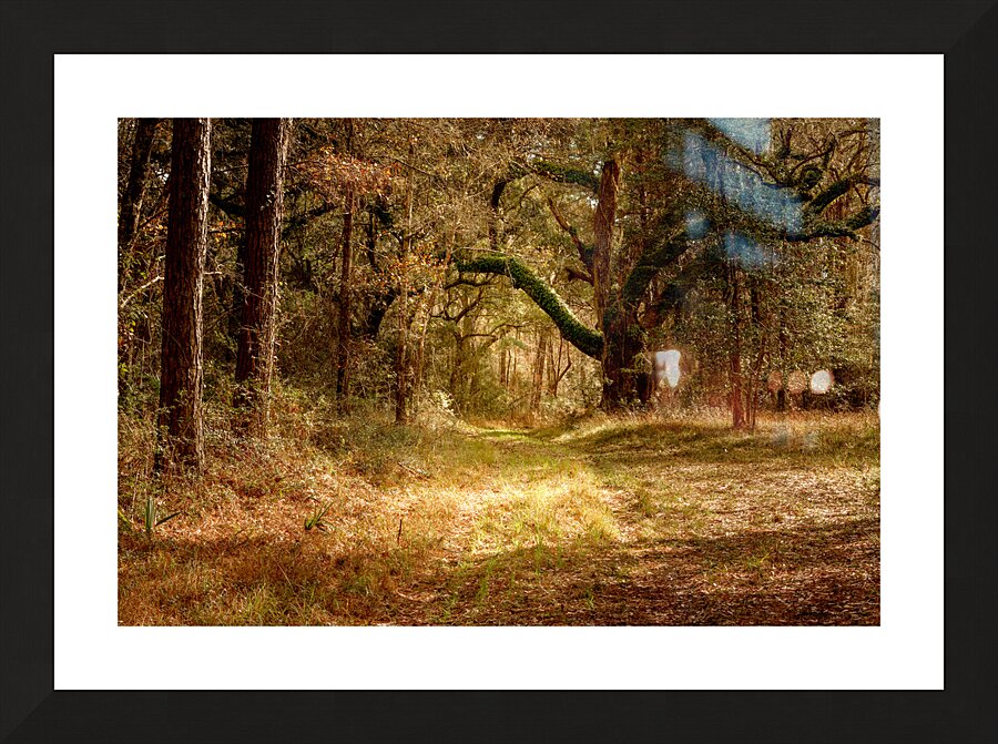 McClellanville Forest Wetlands Trail Picture Frame print