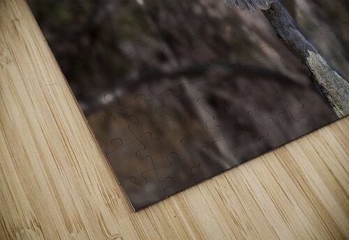 Vulture Rainbow Colors Norma Brandsberg Photography puzzle