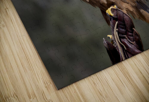 Raptor Red Tailed Hawk  Ruffled Feathers Norma Brandsberg Photography puzzle