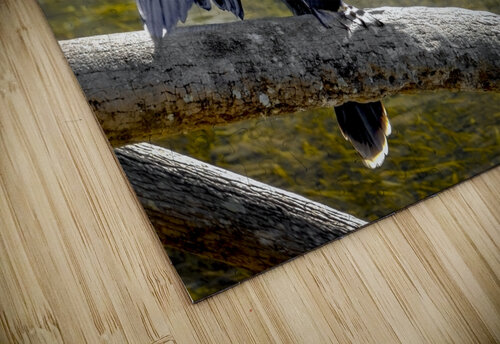 Anhinga Sunning My Wings Norma Brandsberg Photography puzzle