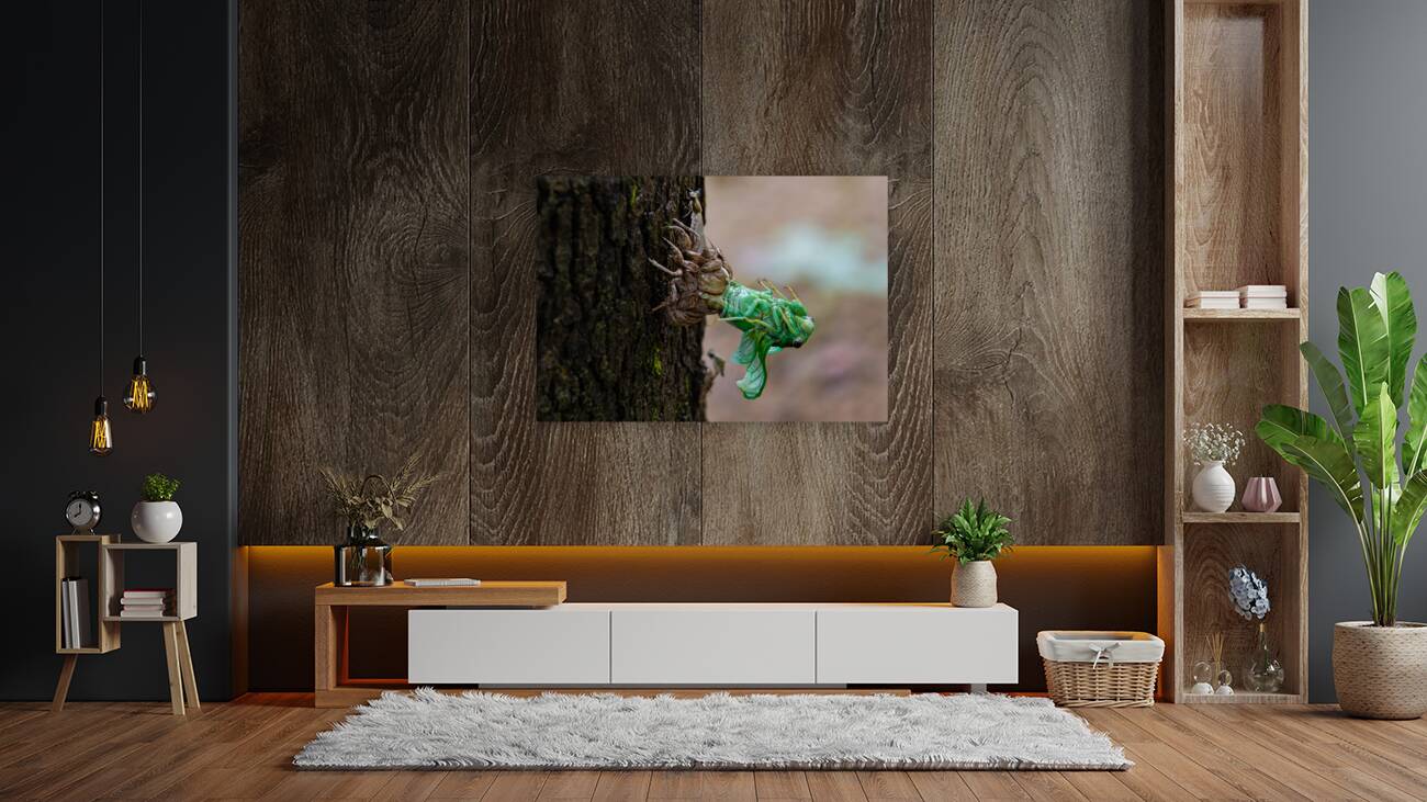 Annual Cicada Molting Reproduction