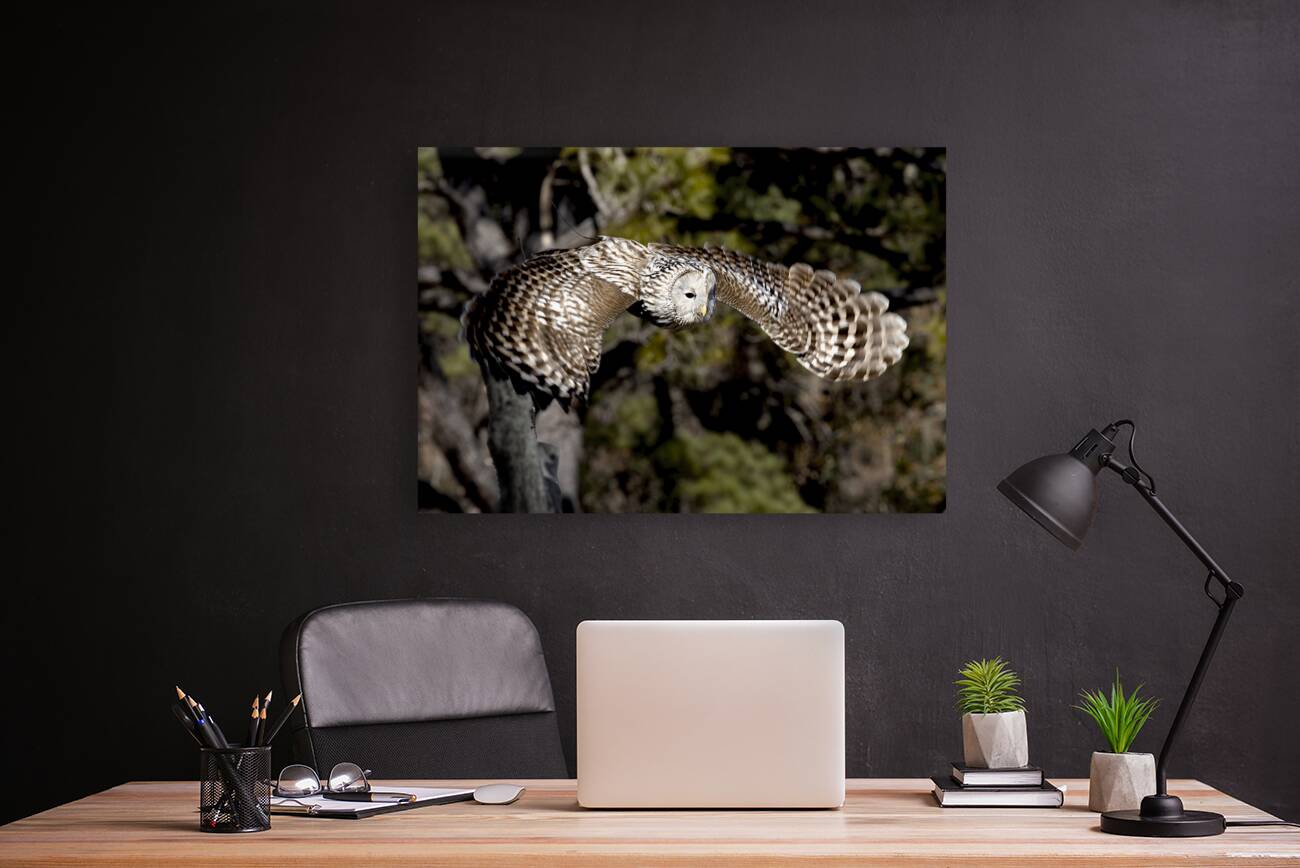 Avian Center for Birds of Prey South Carolina Reproduction