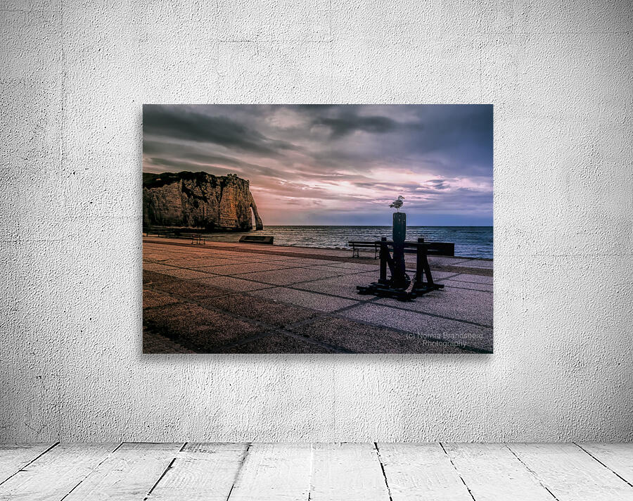 Seagull looking his Normandy Cliffs at Sunset Wall Preview