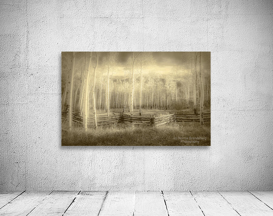 Artistic Colorado Aspens in Sepia Monotone Wall Preview