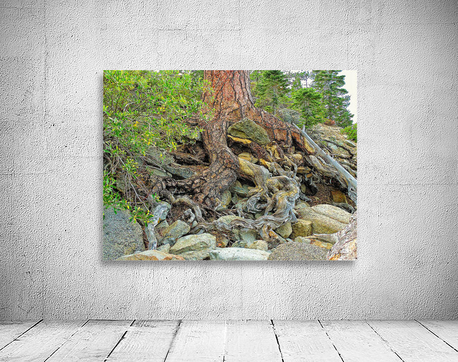 Lake Tahoe Gnarled  Root Tangle Wall Preview